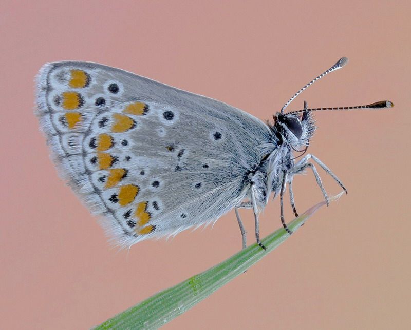 Lycaenidae - Aricia agestis